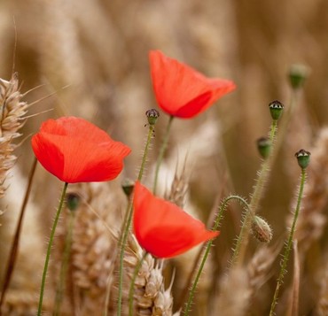 Red poppies growing amid a field of wheat